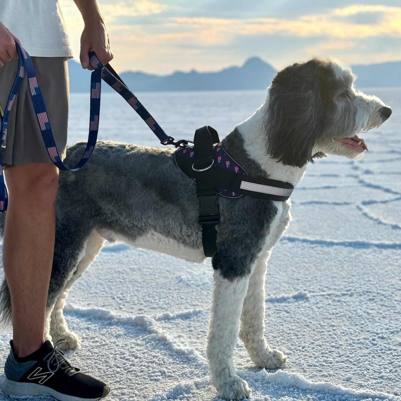 Essential Dog Harness, No-Pull Pet Vest with 3 Leash Clips, No Choke, Reflect...