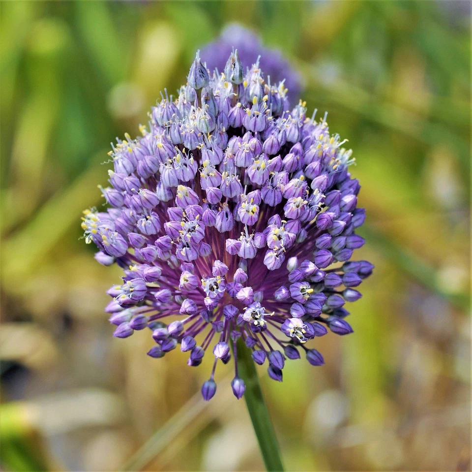 Fácil de cultivar Allium - Mezcla de bengalas de verano 60 bulbos de plantas Foto 4 de 4