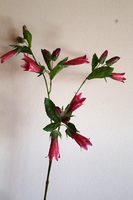 Glockenblume KüNstlich Pink/Rosé 88 Cm – 4-Fach Verzweigt – Sommerblume