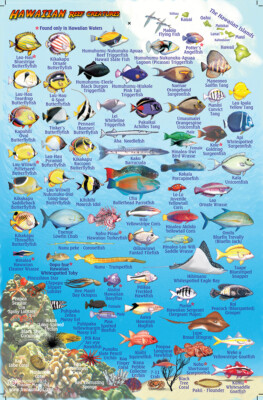 Franko Maps Fish ID Card & Dive Map - Hawaii