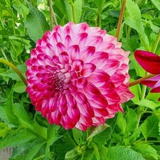 1 - GIANT BALL DAHLIA Caproz Pizzazz Bulb Tuber Clumps  VERY VIGOROUS BLOOMS
