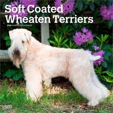 Soft Coated Wheaten Terriers Calendar 2026 | Square 30cm x 30cm | Plastic Free
