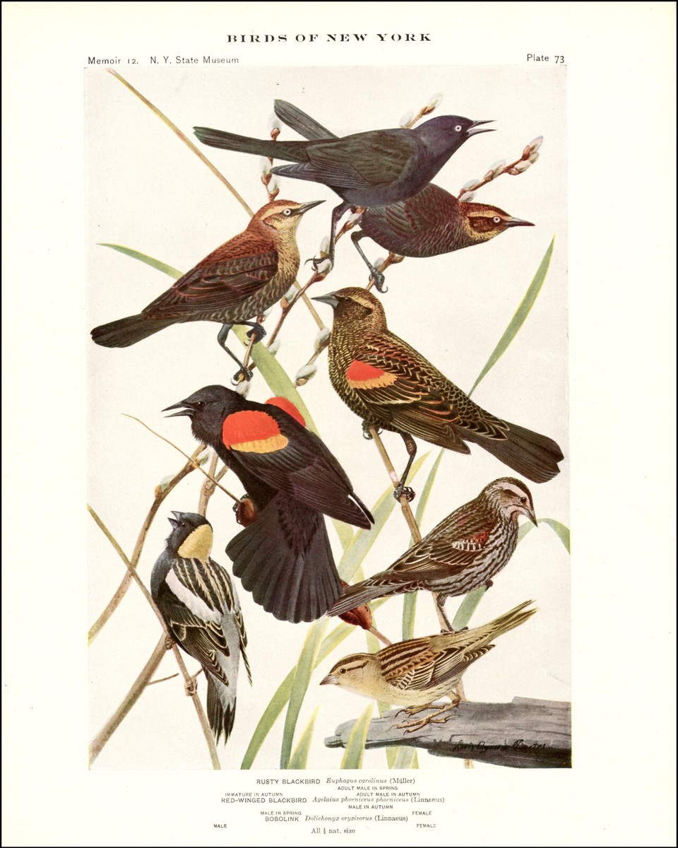 アート・デザイン・音楽 CLASSIC NATURAL HISTORY PRINTS BIRDS 11 Natural History Bird Prints! - The Graphics Fairy