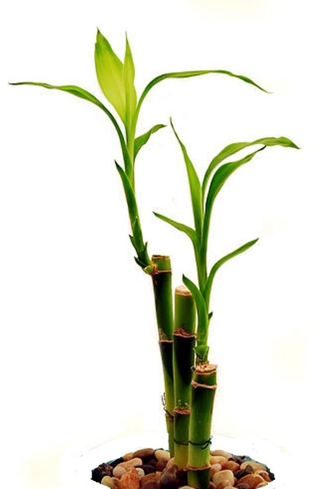 4 Live Lucky Bamboo Indoor 4" Feng Shui Bamboo Plant Free Shipping eBay