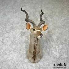 #30423 P | Greater Kudu Taxidermy Shoulder Mount For Sale