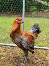 12 ULTRA RARE PUREBREED CHICKEN HATCHING EGGS 20 Breeds NPIP AI Clean 