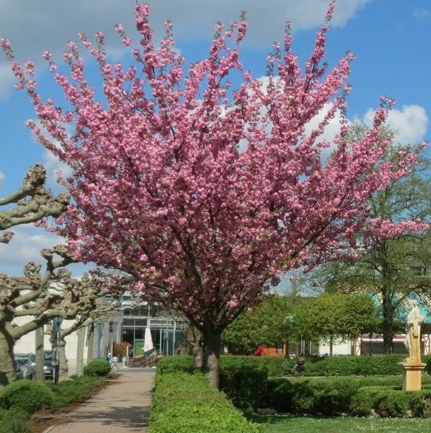 10 Japanese Cherry Blossom Seeds - Prunus serrulata - Sakura East Asian Tree - Image 4 of 4