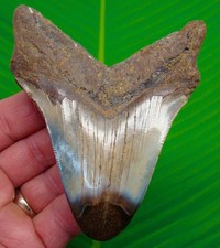 Megalodon Shark Tooth Real Fossil 4.25” Sharks Teeth 