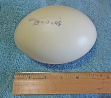 Genuine Rhea Egg Shell, Blown Out, Clean, Approx 4.9" L x 3.5"W