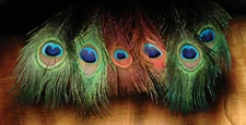 Hareline Dubbin - Peacock Eyes / Herl