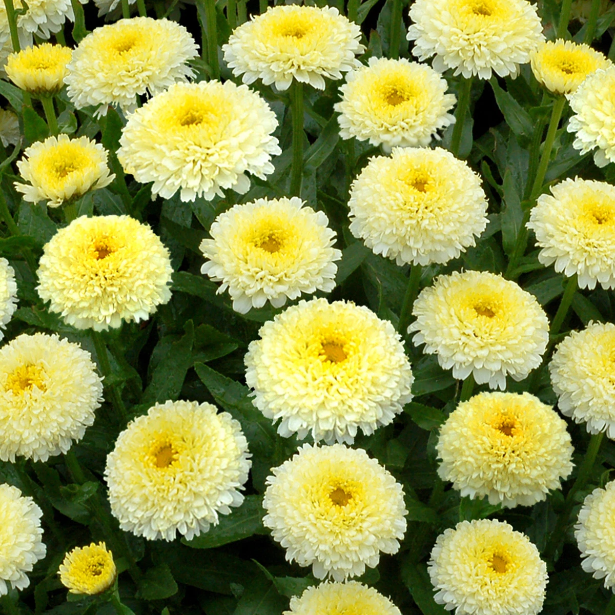 Image of Shasta daisy yellow perennial