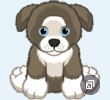 Webkinz Dusty Border Collie Puppy HM9188 PROMO brown white dog Virtual code msgd