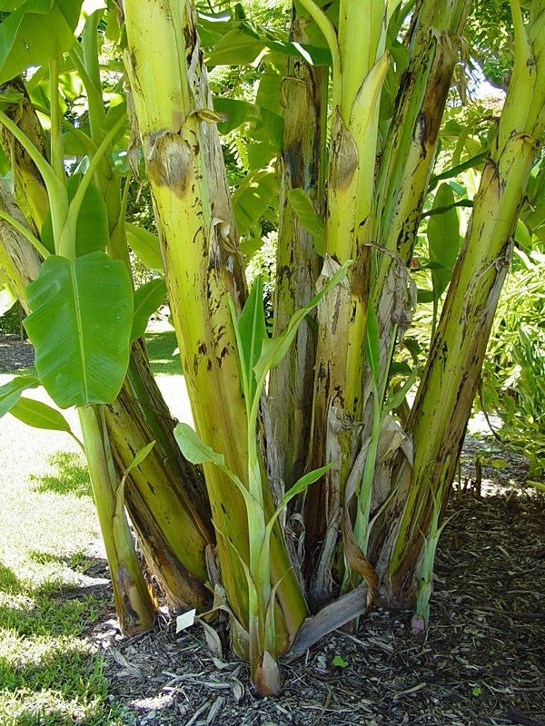 Blue Java Banana Tree - Ice Cream Banana - Image 3 of 3