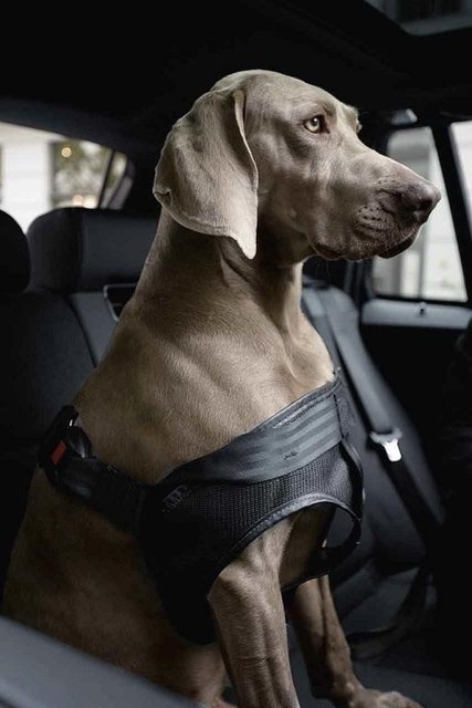 large dog seat belt
