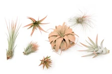 Coral Tillandsia Air Plants - Color Enhanced Easy Care Indoor/Outdoor Decor