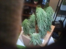 model railroad pine trees. On30 10 trees 12 t...