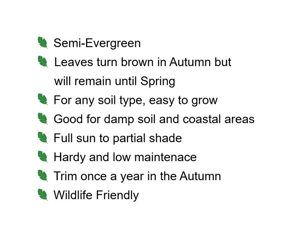 Hornbeam native semi-evergreen hedge plants bare root hedging good for damp soil - Image 3 of 4