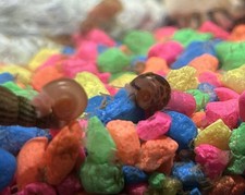 15 Ramshorn Snails