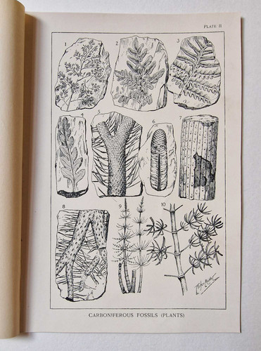 MUETTER Carboniferous Fossils (Plants), c.1920 Mining Book Plate - Picture 1 of 1