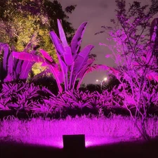 2 Pack 9W (60W Equivalent) 120V E26 Base A19 LED Colored Light Bulb, Purple L...