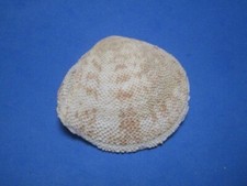 Tellina scobinata Linnaeus,1798 "HAWAIIAN WATERS!" (56.8mm)