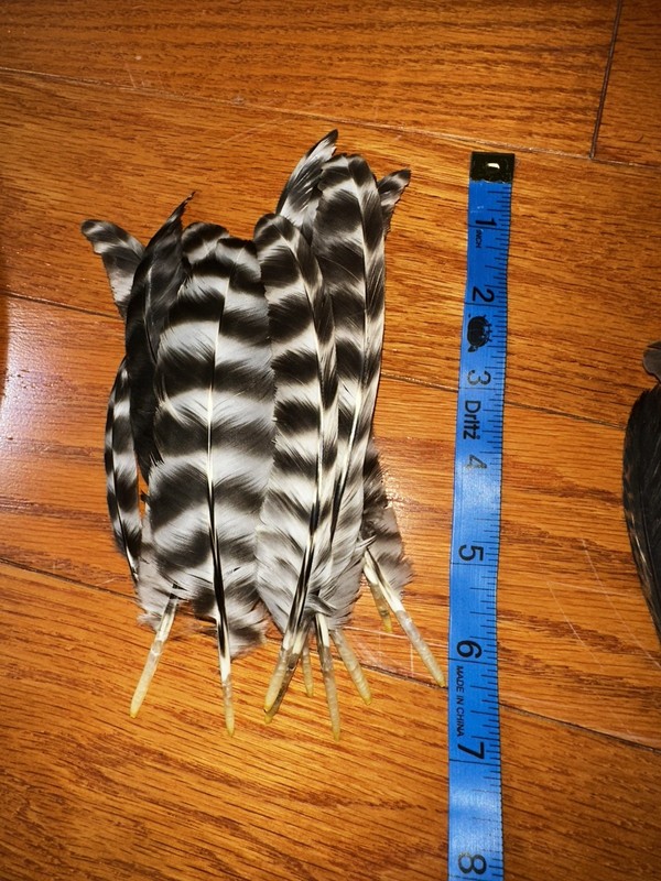 Lot of 50+ Various Chicken Wing Tail Quill Feathers ~ 5"- 7" Cruelty-Free USA