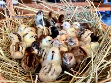 24+ Fertile Show Quality Serama Chicken Hatching Eggs