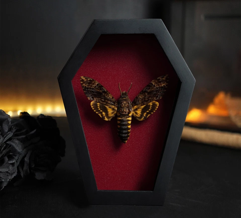 Gothic Christmas Decor Real Death Head Moth Coffin Frame Taxidermy Insect - Image 3 of 4