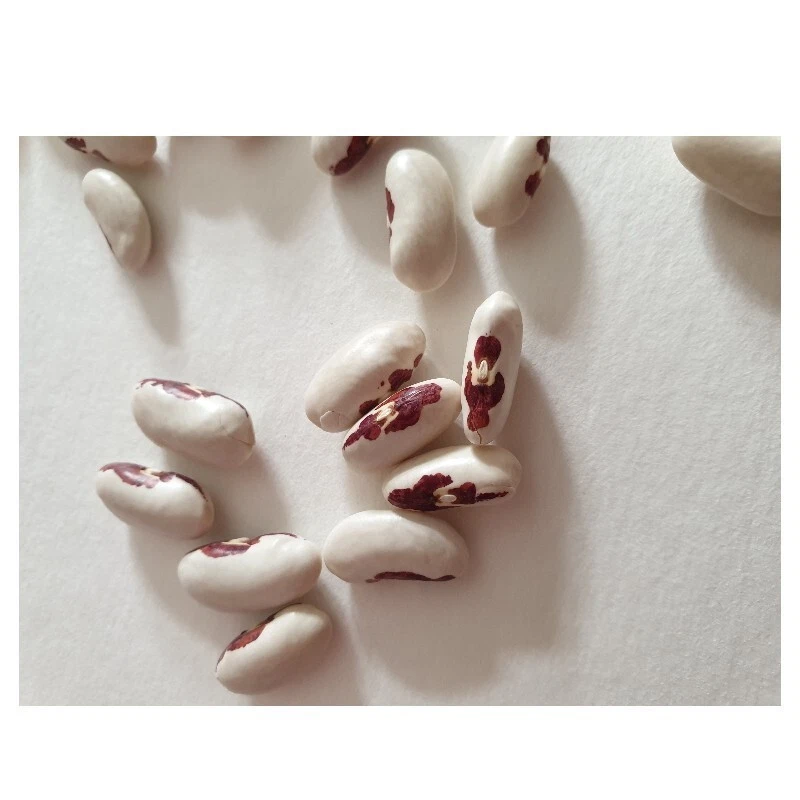 Haricot Nain Saint Esprit À Écosser | 30 Graines | Demi-Sec Œil Rouge Rare