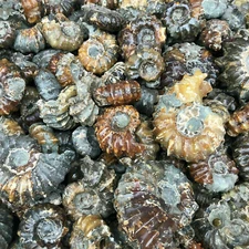 Wholesale Lot 2 LB Natural Ammonite Fossil Conch quartz Crystal Specimen Healing