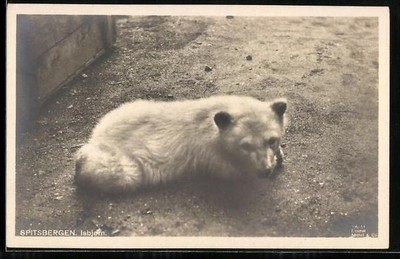 Svalbard, Isbjorn, Junger Eisbär, Ansichtskarte 
