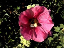 6 unterschiedliche Farben -Stock- Bauernrose Alcea rosea Malve Staude 2 Jährig