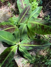 one independent root of variegated banana live plant, ready to plant