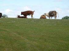 Photo A3 Making a pancake Harlestone Cattle near Park House Farm in Uppe c2015