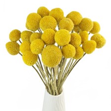 TooGet 30Pcs Natural Craspedia Dried Flowers Yellow Billy Buttons Balls Bouqu...