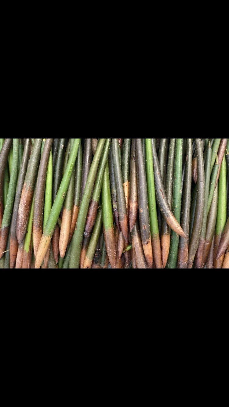 Mangrove Pneumatophores 10pcs
Opens in a new window or tab