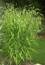 100 RIVER OATS (Northern Sea Oats / Inland Oats) Ornamental Uniola Latifolia Gra