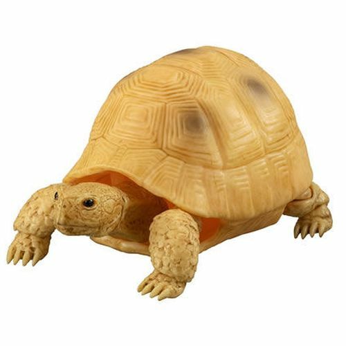 greek tortoise price