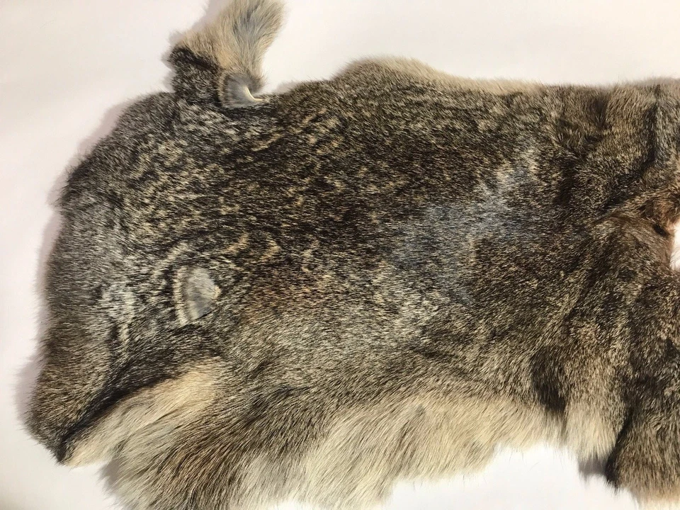 Piel de conejo piel taxidermia diseño interior utilería Foto 2 de 4