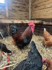 6 Chicken Eggs Mixed Breed