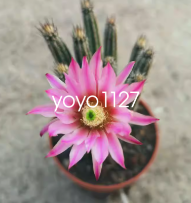 RareCactus Plant Echinocereus Engelm Pussy Willow Cactaceae Succulent 9CM |  eBay