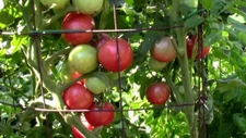 Eva Purple Ball Tomato Seeds, NON-GMO, Heirloom, FREE SHIPPING