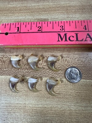 BOBCAT CLAWS  6 TOTAL