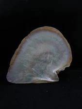 Large 7" gold lip oyster mother of pearl Australian sea shell decor #14903