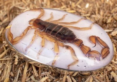 Real Scorpion Belt Buckle Men Women Western Cowboy Vintage Metal
