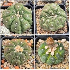 Astrophytum asterias 'Kikko Lizard Skin' mix 10seeds 2025 year
