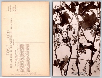 RPPC Wild Red Currants (Ribes rubrum) Botanical British Wild Fruit Series