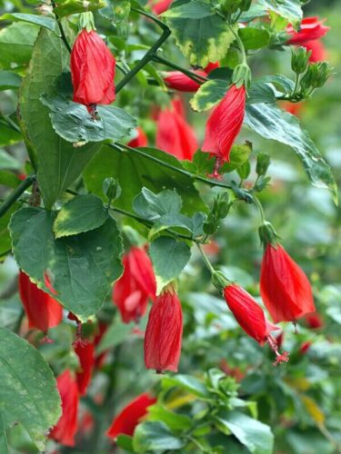 5+Red Turks Caps or Sleeping Hibiscus Shrub Live Plants  / Malvaviscus Aarboreus - Picture 1 of 3