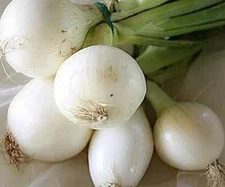 500+ Crystal White Wax Onion Seeds for Garden Planting - USA - FREE SHIPPING!