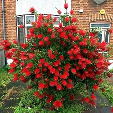 50 Crimson Bottlebrush Flower Tree Houseplant Garden Seeds Callistemon citrinus
